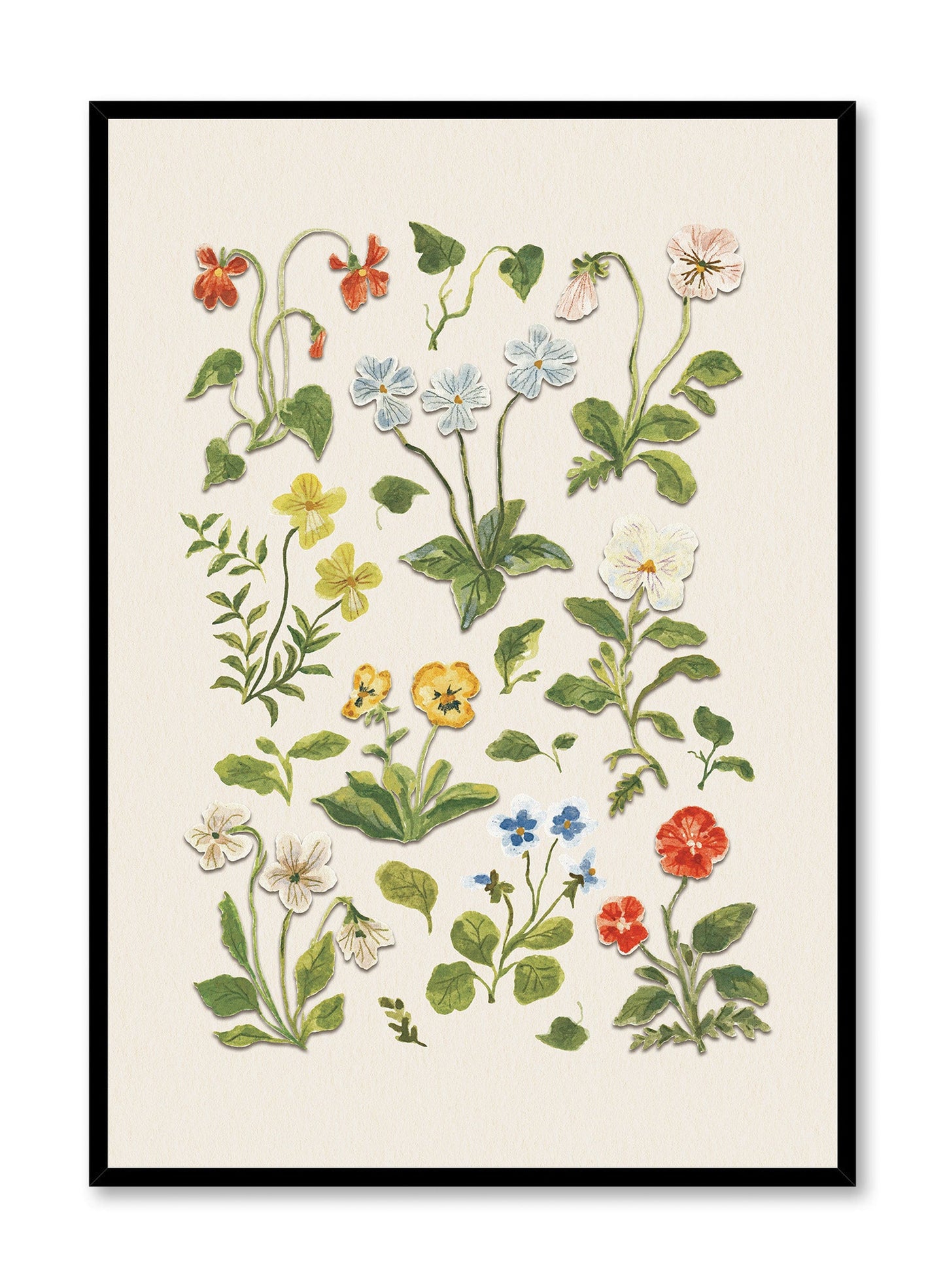 Pressed Flower Study, Poster