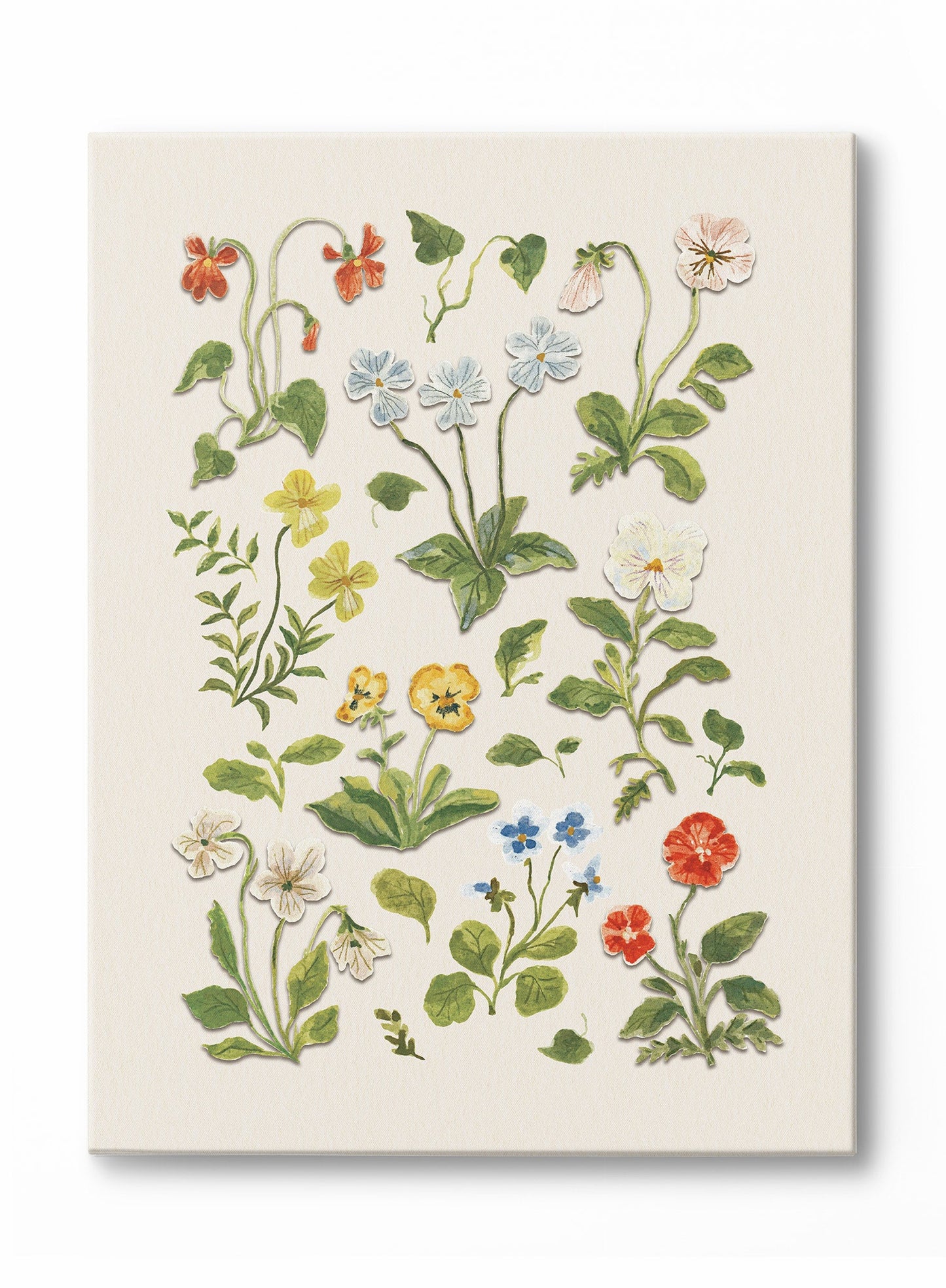 Pressed Flower Study, Poster